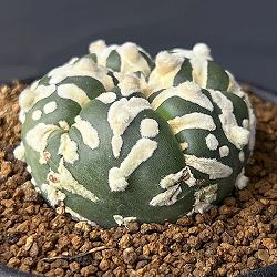 アストロフィツム：スーパー兜（かぶと）実生株　2.5号鉢植え25-01