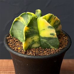 サボテン：アストロフィツム　ランポー錦　2.5号鉢植え
