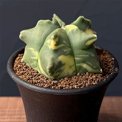 サボテン：アストロフィツム　ランポー錦　2.5号鉢植え25-01