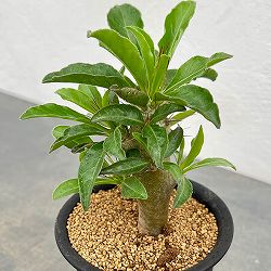 パキポディウム：サンデルシー　3号鉢植え*