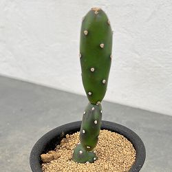 サボテン：オプンチア　墨こけし　3号鉢植え