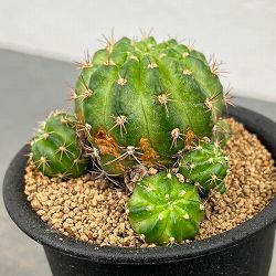 サボテン：エキノプシス　花嵐錦　3号鉢植え
