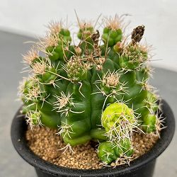 サボテン：ギムノカリキウム　トニー　モンスト　3号鉢植え