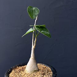 ピレナカンサ：マルビフォリア　３号鉢植え