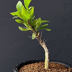 フォーキエリア：スプレンデンスカンパニュラタ　3号鉢植え