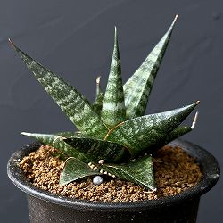 サンセベリア：ブラックダイヤモンド　3号鉢植え