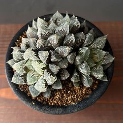 ハオルチア：白帝城　3号鉢植え
