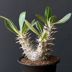 パキポディウム：伊藤ハイブリッド　実生セレクト株　3号鉢植え