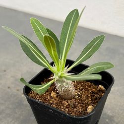 パキポディウム：Mana’s farmのデンシフローラム実生苗　2.5号鉢植え*