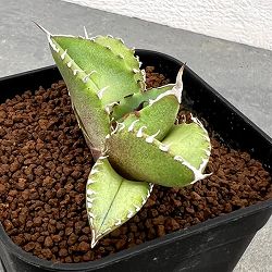 アガベ：Mana’s farmのオテロイ　2.5号鉢植え