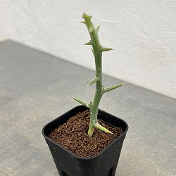 アデニア：Mana’s farmのグロボーサ　2.5号鉢植え