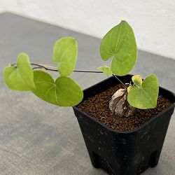 ディオスコレア：エレファンティペス　Mana’s farmのアフリカ亀甲竜実生株　2.5号鉢植え