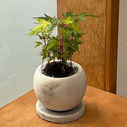 モミジ（カエデ）：珊瑚閣（サンゴカク）鉢植え／マルモボウル白・皿付（直径10cm）
