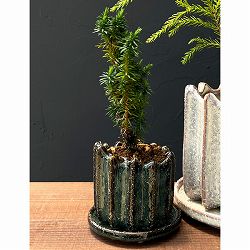 スギ：八房緑杉 陶器鉢植え／リオン緑S（直径約8cm）・皿付