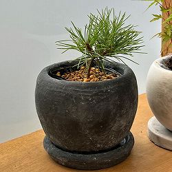 松：ハイ松 鉢植え／ロゼッタボウル黒SS（直径11cm）・皿付