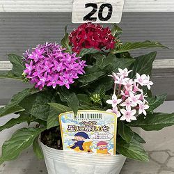 ペンタス：星に願いを（3色植え）3.5号ポット