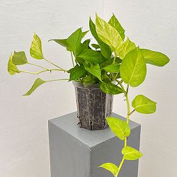 ポトス：テルノムーンライト　5号ネガミエル植え