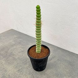 サボテン：ユーリキニア カスタネア スピラリス　3.5号鉢植え