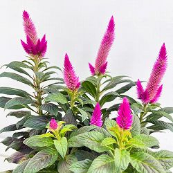 セロシア：ビューティーシリーズ　ディープコンパクト4号鉢植え