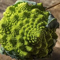 [送料無料]花野菜珊瑚礁　うずまき2.5号ポット40株セット