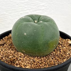 ロフォフォラ：ディフューサ（スイカンギョク）　3号鉢植え