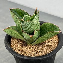 サンセベリア：アンドロメダ　3号鉢植え