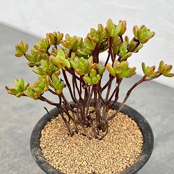 アエオニウム：セディフォリウム小人祭　3号鉢植え