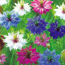 ニゲラ：ペルシャンジュエル花色ミックス3.5号ポット[4～8月に開花する花壇向きの1年草・クロタネソウ]