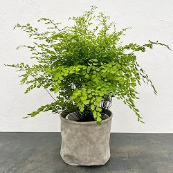 アジアンタム：フラグランス5号鉢植え／レザーポット入り