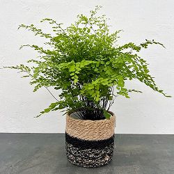アジアンタム：フラグランス5号鉢植え／ジュートポット入り