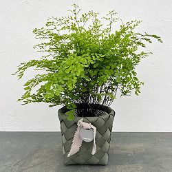 アジアンタム：フラグランス5号鉢植え／バスケット（トゥーランラウンド緑）入り