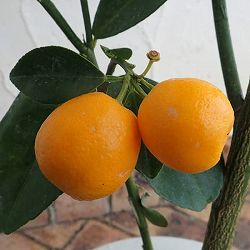 キンカン（金柑）：大実キンカン5号鉢植え[実付き]