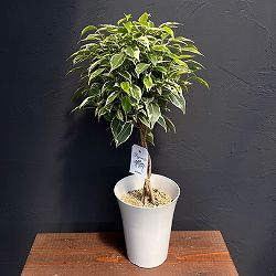 ベンジャミン：ニコル（黄斑のベンジャミン）　5号鉢植え