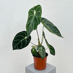 アンスリウム：レガレ　6号鉢植え