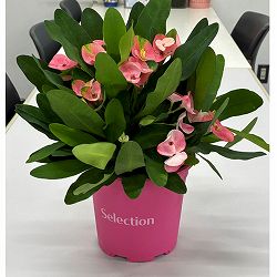 ハナキリン：ティアラ　シャルロッテ5.5号鉢植え