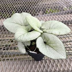 ブルンネラ：アレクサンドリア5号鉢植え