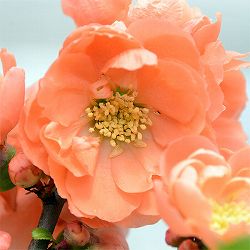 [25年11月中下旬予約]ボケ（木瓜）：花大臣（ハナダイジン）3号ポット