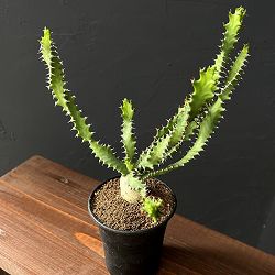 ユーフォルビア：スクアローサ3号鉢植え