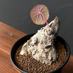 ステファニア：カウィーサキー　3号鉢植え25-09