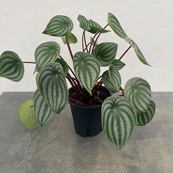 ぺぺロミア ：サンデルシー　5号鉢（根っこつよし）植え