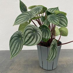ぺぺロミア ：サンデルシー　5号鉢植え*