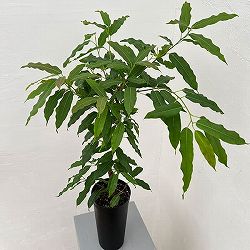 フィカス：コンシンナ　4号鉢植え