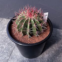 フェロカクタス：赤鳳　8号鉢植え