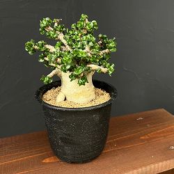 アデニウム：アラビカム巻葉　4.5号鉢植え 25-01