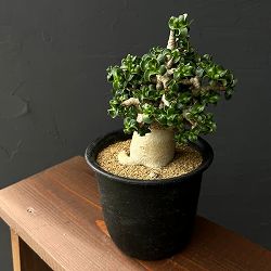 アデニウム：アラビカム巻葉　4.5号鉢植え 25-02