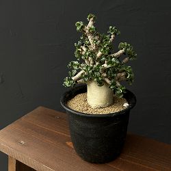 アデニウム：アラビカム巻葉　4.5号鉢植え 25-03