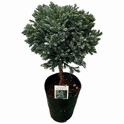 コニファー：ボールバード・スタンド仕立て4号ポット