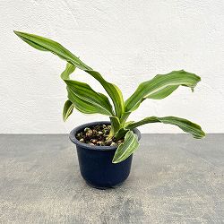 オモト：しとね4号鉢植え