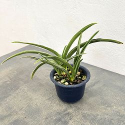 オモト：晃明殿（こうめいでん）4号鉢植え