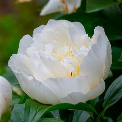 [25年10月中下旬予約]シャクヤク（芍薬）：花香殿（かこうでん）4号ポット
